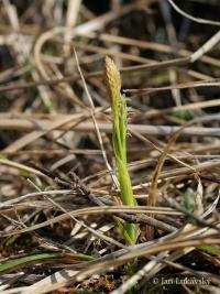 Ostřice Micheliova (Carex michelii)