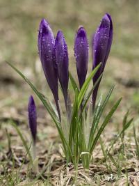 Šafrán karpatský (Crocus heuffelianus)