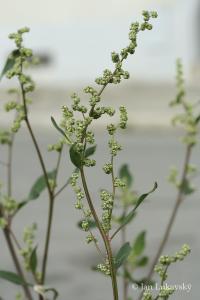 Merlík bílý stopečkatý (Chenopodium album subsp pedunculare)