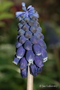 Modřenec arménský (Muscari armeniacum)