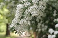Tavolník van Houtteův (Spiraea x vanhouttei)