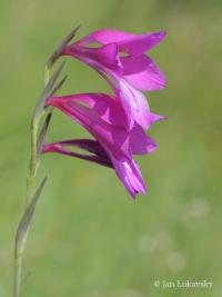 Mečík bahenní (Gladiolus palustris)