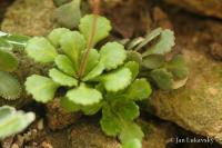 Lomikámen klínolistý (Saxifraga cuneifolia)