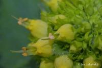 Krtičník zlatožlutý (Scrophularia chrysantha)