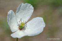 Mák bělokvětý jihomoravský (Papaver maculosum subsp  austromoravicum)