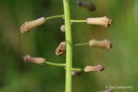 Modřenec chocholatý (Muscari comosum)