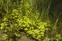 Vrbina penízková (Lysimachia nummularia)