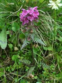 Všivec přeslenitý (Pedicularis verticillata)