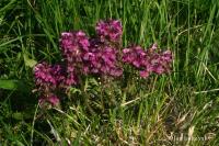 Všivec přeslenitý (Pedicularis verticillata)