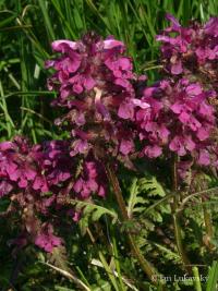 Všivec přeslenitý (Pedicularis verticillata)