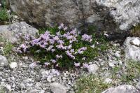 Pěnišníček zakrslý (Rhodothamnus chamaecistus)