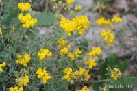 Čičorka silná (Coronilla valentina subsp glauca)
