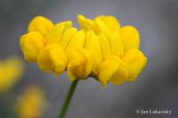 Čičorka silná (Coronilla valentina subsp glauca)