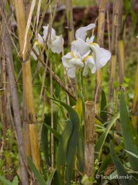 Kosatec německý 'Florentina' (Iris x germanica)