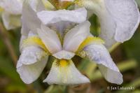 Kosatec německý 'Florentina' (Iris x germanica)