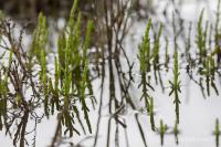 Slanorožec evropský (Salicornia europaea)