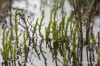 Slanorožec evropský (Salicornia europaea)