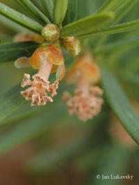Tis japonský (Taxus cuspidata)