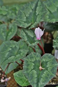Brambořík břečťanolistý (Cyclamen hederifolium)