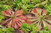 Rosnatka (Drosera spatulata subsp lovellae)