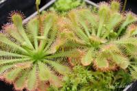 Rosnatka (Drosera spatulata subsp lovellae)