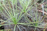 Rosnolist lusitánský (Drosophyllum lusitanicum)