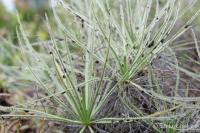 Rosnolist lusitánský (Drosophyllum lusitanicum)