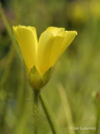 Rosnolist lusitánský (Drosophyllum lusitanicum)