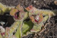 Kosmatec krystalový (Mesembryanthemum crystallinum)
