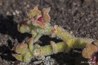 Kosmatec krystalový (Mesembryanthemum crystallinum)
