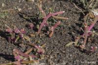 Kosmatec krystalový (Mesembryanthemum crystallinum)