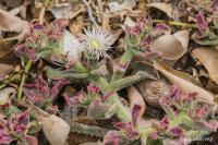 Kosmatec krystalový