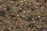Kosmatec krystalový (Mesembryanthemum crystallinum)