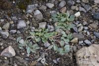 Plícněnka přímořská (Mertensia maritima subsp tenella)