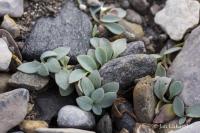 Plícněnka přímořská (Mertensia maritima subsp tenella)