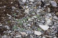 Plícněnka přímořská (Mertensia maritima subsp tenella)