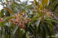 Planika (Arbutus canariensis)