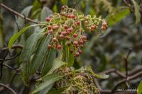 Planika (Arbutus canariensis)