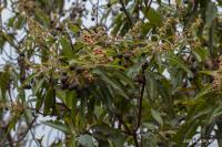 Planika (Arbutus canariensis)