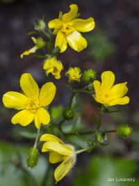Pryskyřník kanárský (Ranunculus cortusifolius)