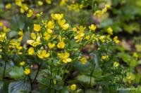 Pryskyřník kanárský (Ranunculus cortusifolius)