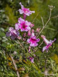 Vousatec tenkolistý (Myoporum tenuifolium)