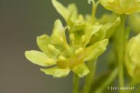 Javor mliečny (Acer platanoides)