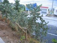 Cylindropuntia (Cylindropuntia imbricata)