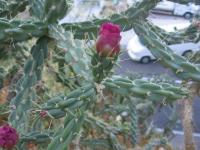 Cylindropuntia (Cylindropuntia imbricata)