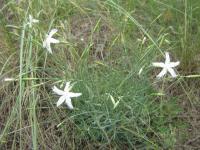 Hvozdík pozdní (Dianthus serotinus)