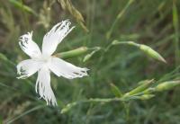 Hvozdík pozdní (Dianthus serotinus)