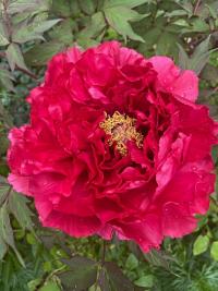 Pivoňka keřovitá (Paeonia suffruticosa)