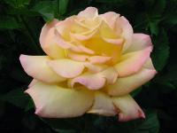 Růže 'Gloria Dei' - Velkokvěté růže (Rosa)