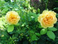 Růže 'Golden Celebration' (Rosa) Růže 'Golden Celebration' (Rosa)